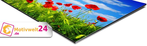 Küchenrückwand Blumenansicht